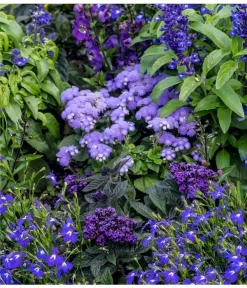 Leberbalsam 6 Leberbalsam -Gartenbedarf Geschäft 8820839 WE MO 002 AgeratumLeberbalsamLobeliaMaennertreuLucknerJuni2015