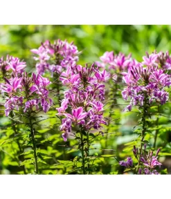 Spinnenpflanze 5 Spinnenpflanze -Gartenbedarf Geschäft 8821548 PR DE 001 CleomeSpinnenpflanzeBGALucknerMai2017