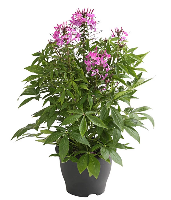 Spinnenpflanze 1 Spinnenpflanze