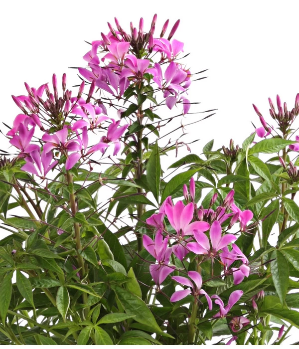 Spinnenpflanze 2 Spinnenpflanze – Bild 2