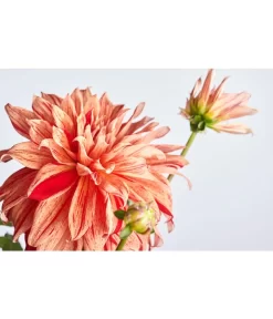 Dehner Premium Dahlie -Gartenbedarf Geschäft 8822462 PR DE 001 DahliaHybridePremiumT25DehnerExpressZS