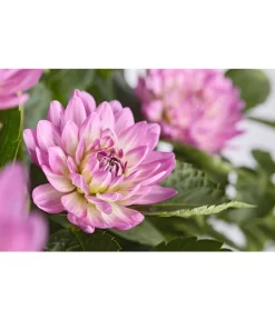 Dehner Premium Dahlie -Gartenbedarf Geschäft 8822462 PR DE 002 DahliaHybridePremiumT25DehnerExpressZS