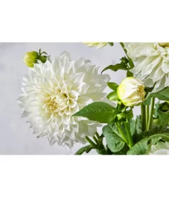 Dehner Premium Dahlie -Gartenbedarf Geschäft 8822462 PR DE 057 DahlienPremiumT26UveSauer