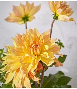 Dehner Premium Dahlie -Gartenbedarf Geschäft 8822462 PR DE 062 DahlienPremiumT26UveSauer