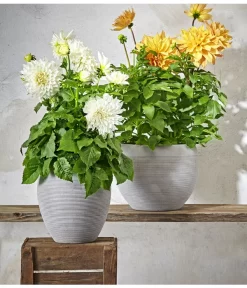 Dehner Premium Dahlie -Gartenbedarf Geschäft 8822462 PR MO 004 DahlienPremiumT26UveSauer