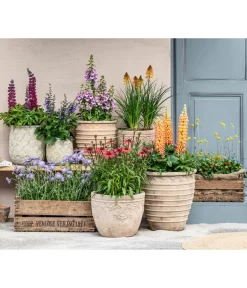 Lupine, Verschiedene Farben -Gartenbedarf Geschäft 8823056 8018301 8354953 8029027 8025298 WE MO 001 BluetenPracht