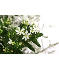 Pflanzen-Duo Herbstbrise, Verschiedene Sorten 6 Pflanzen-Duo Herbstbrise, Verschiedene Sorten -Gartenbedarf Geschäft 8823833 WE DE 001 GitterkrautKoecherbluemchenMixWeiss