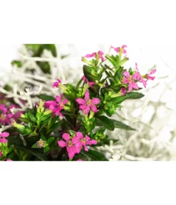 Pflanzen-Duo Herbstbrise, Verschiedene Sorten 7 Pflanzen-Duo Herbstbrise, Verschiedene Sorten -Gartenbedarf Geschäft 8823833 WE DE 002 GitterkrautKoecherbluemchenMixRosa