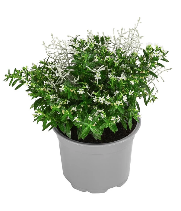 Pflanzen-Duo Herbstbrise, Verschiedene Sorten 1 Pflanzen-Duo Herbstbrise, Verschiedene Sorten