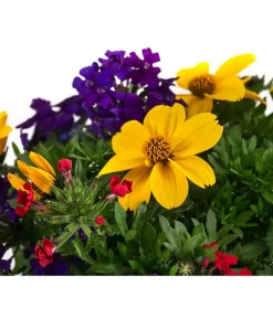 Pflanzenmix Trio Mio 7 Pflanzenmix Trio Mio -Gartenbedarf Geschäft 8827016 WE DE 001 TrioMioT13