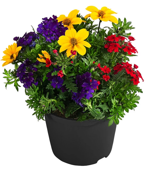 Pflanzenmix Trio Mio 1 Pflanzenmix Trio Mio