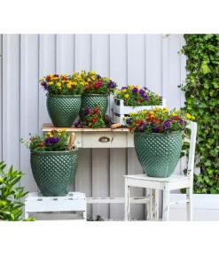 Pflanzenmix Trio Mio 6 Pflanzenmix Trio Mio -Gartenbedarf Geschäft 8827016 WE MO 001 SommermixSommertrioTrioMioVerbenenBidens