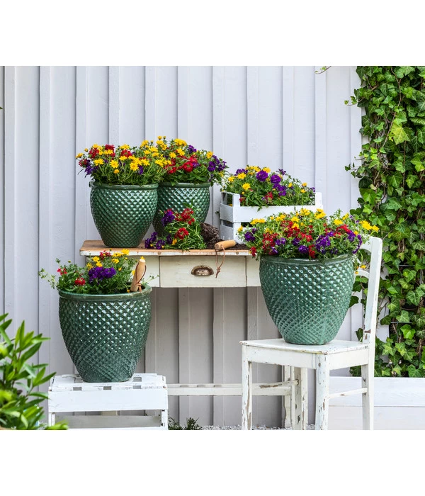 Pflanzenmix Trio Mio 3 Pflanzenmix Trio Mio – Bild 3