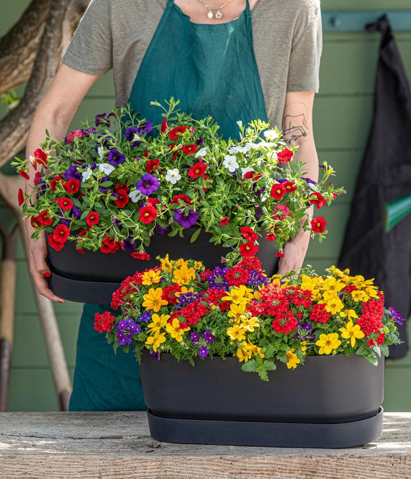 Pflanzenmix Trio Mio 2 Pflanzenmix Trio Mio – Bild 2