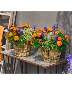 Pflanzen-Trio Sonnenglück -Gartenbedarf Geschäft 8827131 WE MO 002 SommermixT17