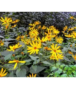 Topinambur -Gartenbedarf Geschäft 8830184 WE MO 001 Topinambur