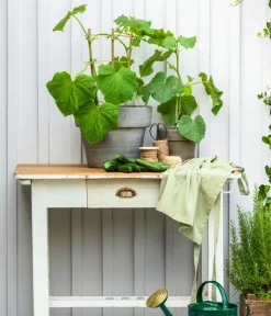 Schlangengurke 10 Schlangengurke -Gartenbedarf Geschäft 8830663 WE MO 002 Gurke CucurbitaePepoZucchiniGruen