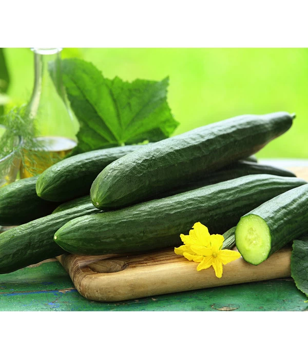 Schlangengurke 1 Schlangengurke