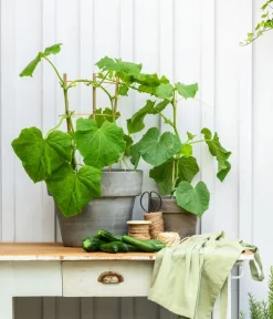 Snackgurke -Gartenbedarf Geschäft 8830960 20200717 PR MO 001 Gurke CucurbitaePepoZucchiniGruen 2021 GC13 01