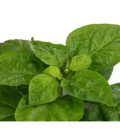 Chili 'Habanero', Orange -Gartenbedarf Geschäft 8833543 WE DE 002 ChiliHabaneroOrange