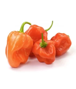 Chili 'Habanero', Orange -Gartenbedarf Geschäft 8833543 WE FS 003 ChiliHabaneroOrange