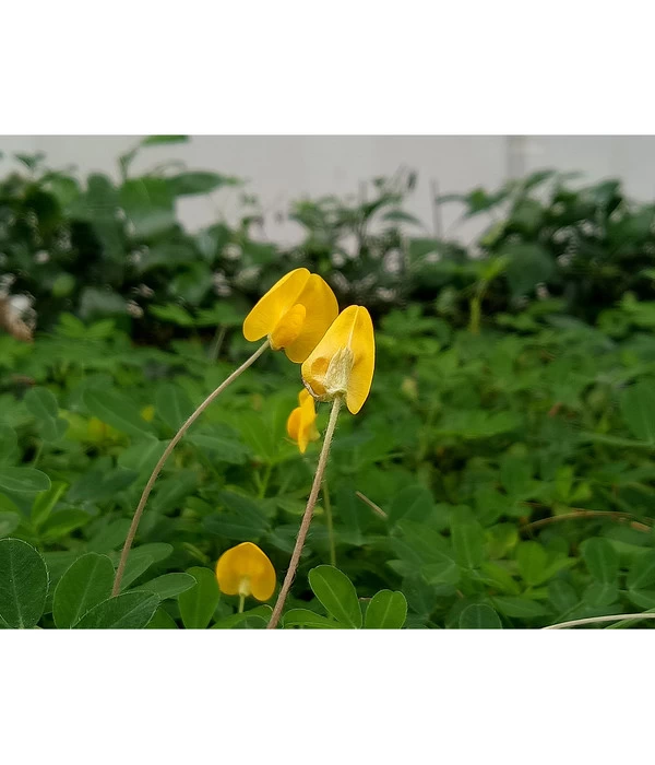 Bioland Erdnuss 2 Bioland Erdnuss – Bild 2