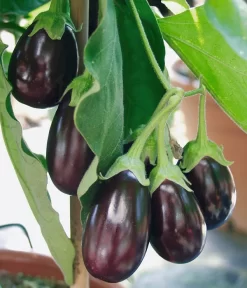 Pick-&-Joy® Aubergine Mit Früchten 6 Pick-&-Joy® Aubergine Mit Früchten -Gartenbedarf Geschäft 8838047 WE DE 001 AubergineOphelliaF1Fruechte