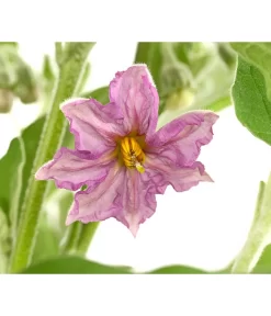 Pick-&-Joy® Aubergine Mit Früchten 7 Pick-&-Joy® Aubergine Mit Früchten -Gartenbedarf Geschäft 8838047 WE DE 001 PickandJoyAubergineT14