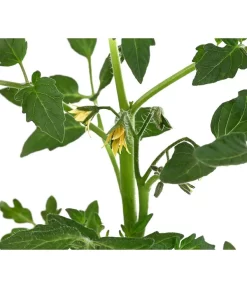 Tomate 'Previa' -Gartenbedarf Geschäft 8839136 WE DE 001 TomatePrevia