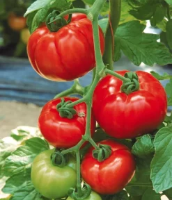 Tomate 'Garance' 8 Tomate 'Garance' -Gartenbedarf Geschäft 8839169 WE MO 002 FleischtomateGarance