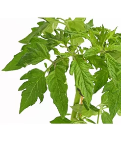 Bioland Fleischtomate -Gartenbedarf Geschäft 8842627 WE DE 001 BioFleischtomateT12DehnerExpressHerzig