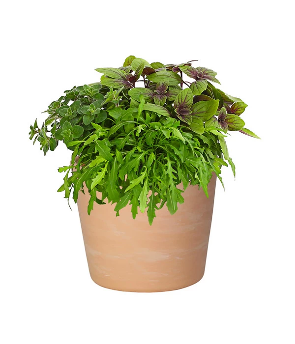 Dehner Terrakotta-Übertopf Siena, Rund 2 Dehner Terrakotta-Übertopf Siena, Rund – Bild 2