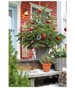 Nordmann-Tanne, Ca. 60-80 Cm, Im Topf Gewachsen -Gartenbedarf Geschäft 8995763 PR MO 005 AbiesNordmannianaNordmanntanneImTopfGewachsenWeihnachtsshooting2015