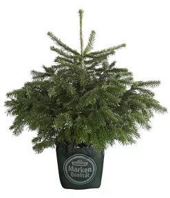 Nordmann-Tanne, Ca. 60-80 Cm, Im Topf Gewachsen
