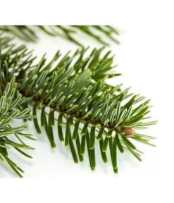 Nordmann-Tanne, Ca. 100-150 Cm, Gesägt 6 Nordmann-Tanne, Ca. 100-150 Cm, Gesägt -Gartenbedarf Geschäft 8995896 BildD 001 Nordmanntanne