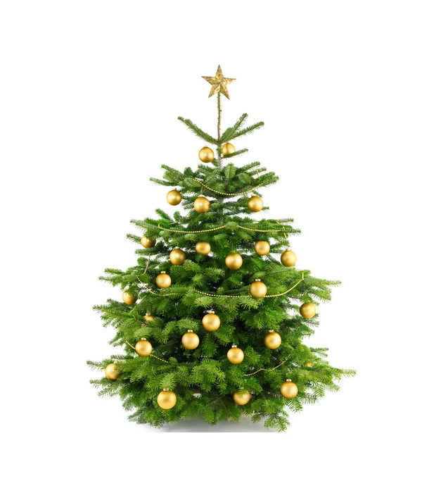 Nordmann-Tanne, Ca. 100-150 Cm, Gesägt 4 Nordmann-Tanne, Ca. 100-150 Cm, Gesägt – Bild 4