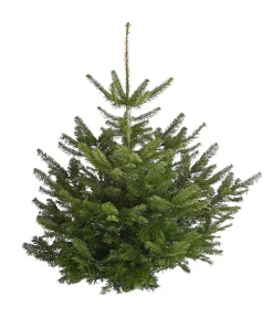 Nordmann-Tanne, Ca. 100-150 Cm, Gesägt