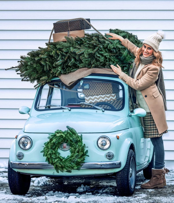 Nordmann-Tanne, Ca. 100-150 Cm, Gesägt 2 Nordmann-Tanne, Ca. 100-150 Cm, Gesägt – Bild 2