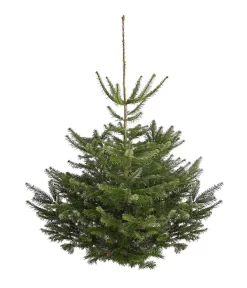 Nordmann-Tanne, Ca. 150-200 Cm, Gesägt