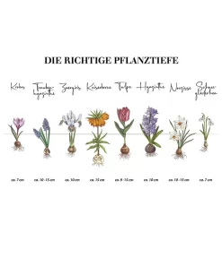 Dehner Blumenzwiebel 5 Monate Blütenpracht, 200 Stk. -Gartenbedarf Geschäft Infografik Blumenzwiebel