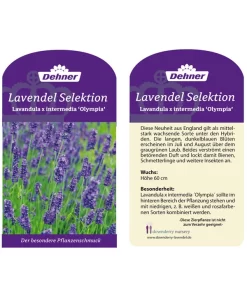 Lavendel 'Olympia' -Gartenbedarf Geschäft LavendelOlympia