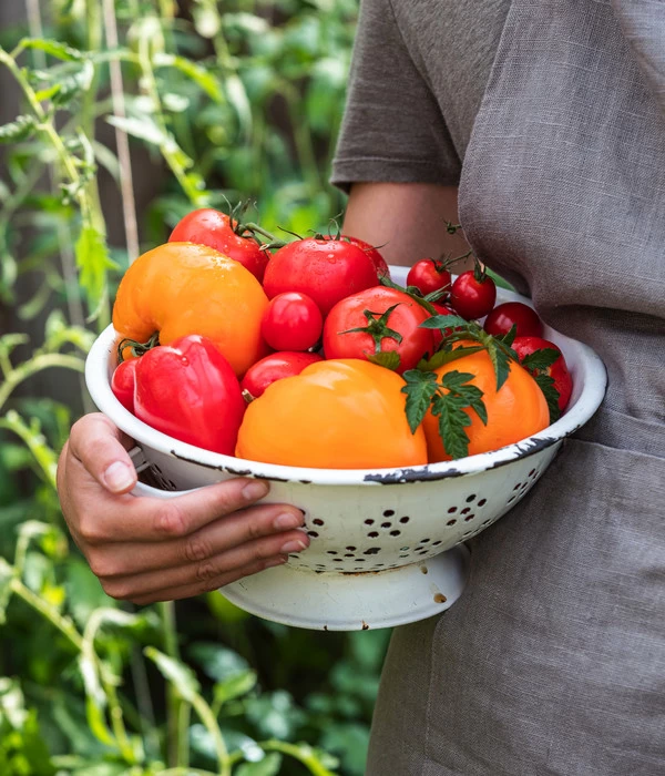 Tomate 'Garance' 5 Tomate 'Garance' – Bild 5