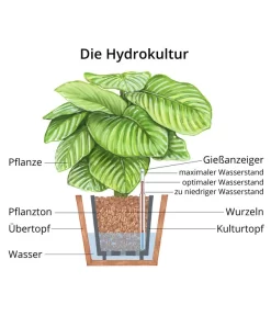Drachenbaum - Dracaena Compacta, Hydrokultur 5 Drachenbaum - Dracaena Compacta, Hydrokultur -Gartenbedarf Geschäft WE MO Hydrokultur Hydropflanze Grafik 1